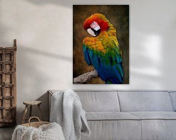 Portret Ara in prachtige kleuren combinatie van Bert Hooijer