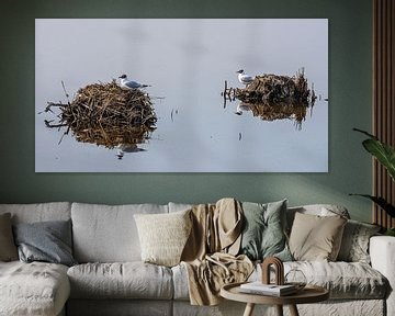 Watervogels op hun nest ( kokmeeuwen ) van jacky weckx