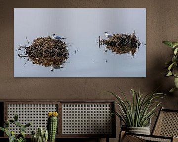 Watervogels op hun nest ( kokmeeuwen ) van jacky weckx