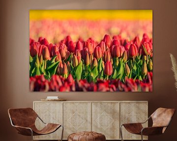 Rote Tulpen mit gelbem Hintergrund von Karla Leeftink