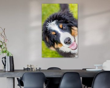 Berner Sennenhond van Sabine Bouwmeester