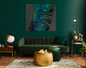 Peacock feather by Siska Heus