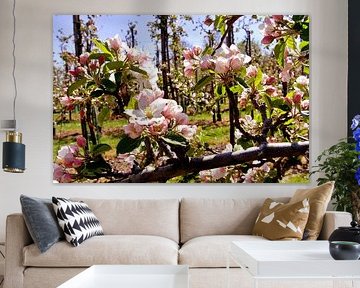 apple blossom