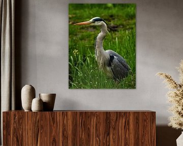 Reiger: portret van een reiger in het gras