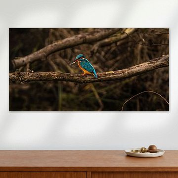 ijsvogel met zijn vers gevangen vis.