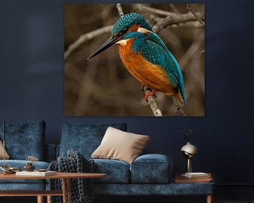 kingfisher. by Wouter Van der Zwan