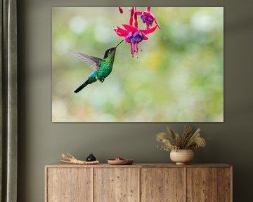 Fiery-throated Hummingbird met fuchsia bloem van RobJansenphotography