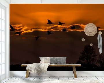 Barnacle geese with setting sun (NL) by Paul van der Zwan