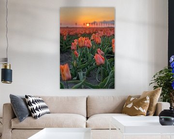 Des tulipes rouges sous le soleil levant du matin. sur Rossum-Fotografie