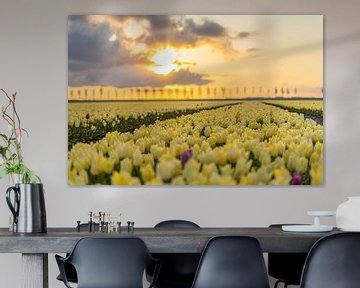 Gele tulpen tijdens zonsopkomst