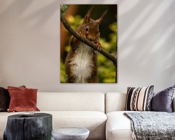 Mother squirrel looking for food. by Wouter Van der Zwan