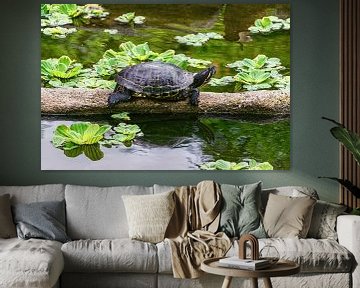 Red Eared Slider Turtle on a Log in a Pond Reflecting in Water by Andreea Eva Herczegh