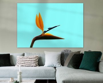 Bird of Paradise flower (Strelitzia reginae) by Dustin Musch