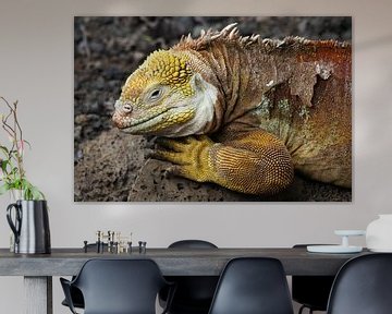 Iguanas by Antwan Janssen