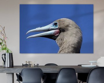 Red-footed booby by Antwan Janssen