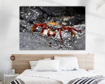 Sally Lightfood crab van Antwan Janssen