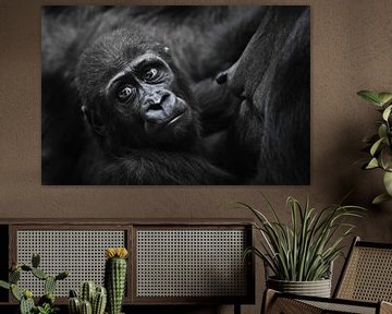 Een aandoenlijke baby gorilla peuter keek op van de tepel van haar moeder en kijkt angstig in de ver van Michael Semenov