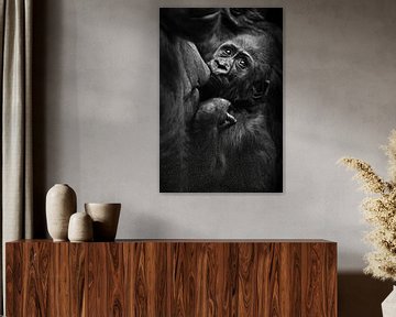 gorilla baby zuigt gulzig melk uit moeder's borst en kijkt bezorgd achterom, zwart-wit contrast foto van Michael Semenov