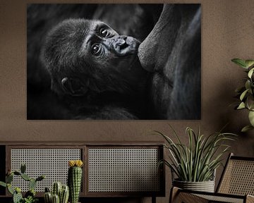 Ernstes Gorillababy im Profil mit leuchtenden Augen trinkt Milch, saugt an der Mutterbrust, sissy cl von Michael Semenov