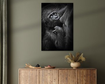 Baby-Gorilla saugt gierig Milch von der Brust der Mutter und schaut besorgt zurück, dunkler Hintergr von Michael Semenov