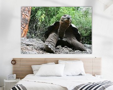 Galapagos giant tortoise by Antwan Janssen