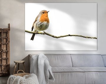 Robin on a branch by Fotografie Jeronimo