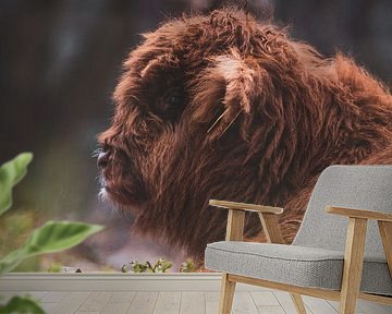 Schotse Hooglanders, Wezepsche Heide