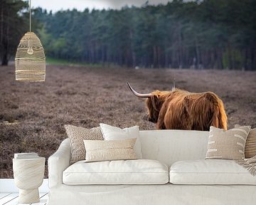 Schotse Hooglander, Wezepsche Heide