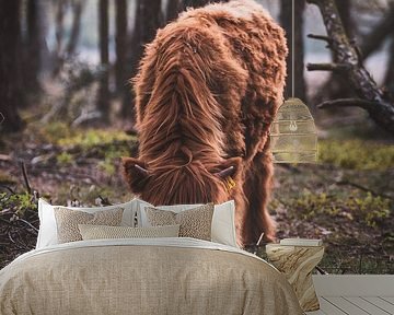 Schotse Hooglander, Wezepsche Heide