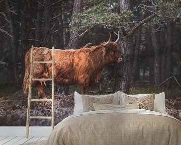 Schotse Hooglander, Wezepsche Heide