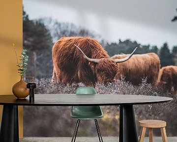 Schotse Hooglanders,  Wezepsche Heide