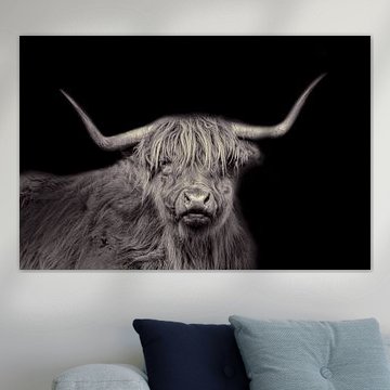 Scottish Highlander, bovin à poils longs, en noir et blanc