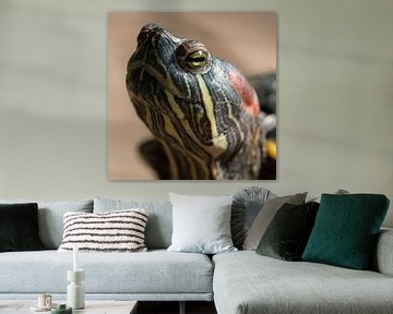 schildpad: I am watching you