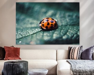 Ladybug digital art by Photography by Naomi.K