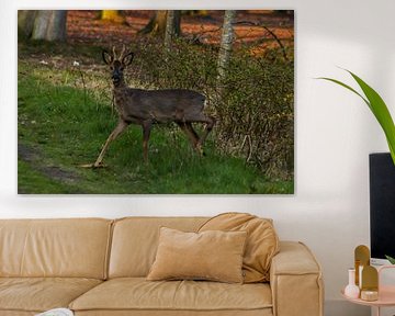 Ree aus dem Gebüsch