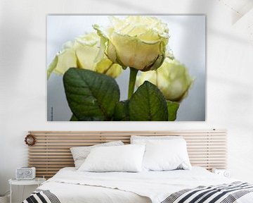 Rosen auf dem Ehrenfriedhof in Loenen