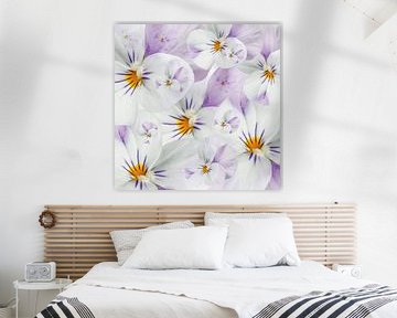 violets by Klaartje Majoor