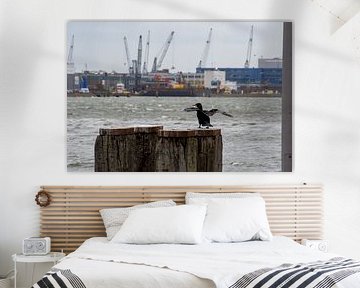 Des cormorans prêts à décoller