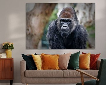 Gorilla portret met wazige achtergrond van Mohamed Abdelrazek