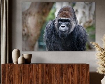 Gorilla portret met wazige achtergrond van Mohamed Abdelrazek