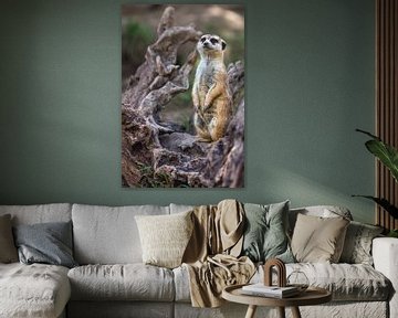 Portrait d'un suricate ou d'un meerkat seul, debout, avec un arrière-plan flou. sur Mohamed Abdelrazek