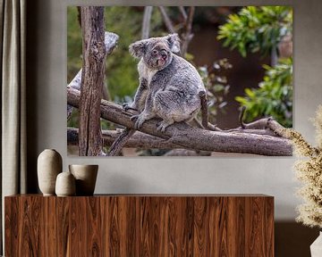 Koala zittend op een boom met wazige achtergrond close up beeld van Mohamed Abdelrazek
