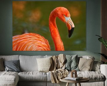 Portrait de flamant rose montrant le pic, l'œil et le cou