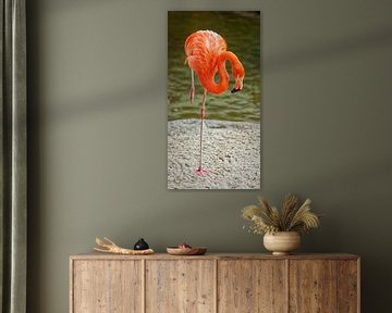 Het portret van de flamingo die geïsoleerde vogel toont die één been staat van Mohamed Abdelrazek