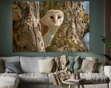 Barn owl in the tree