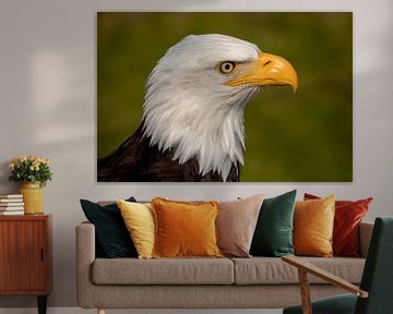 American bald eagle by Tanja van Beuningen