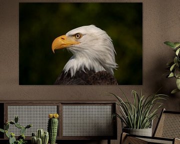 Amerikanischer Weißkopfseeadler Porträt