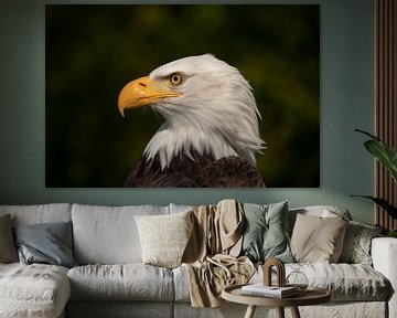 Portrait d'un aigle américain à tête blanche sur Tanja van Beuningen