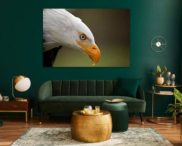 American sea eagle 2 by Tanja van Beuningen