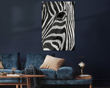 Close up zebra by Antwan Janssen